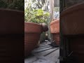 Simon The Snail Racing Up a Flowerpot #Turbo
