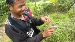 serunya menjaring burung ciblek gunung #burung #ciblekgunung