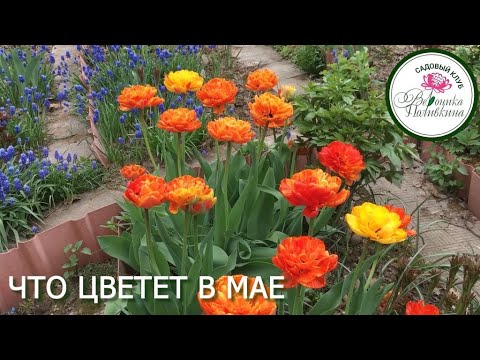 ЧТО ЦВЕТЕТ В МАЕ