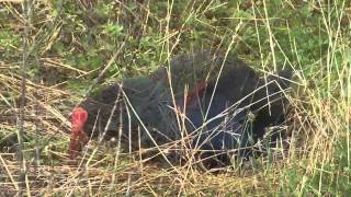 Pukeko And Chicks
