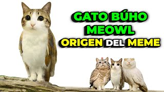 Gato Búho Meowl Origen Del Meme Su Creador, Historia Real Y Evolución
