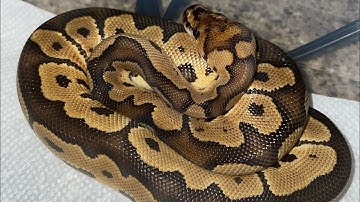 Unboxing My First Clown Ball Python