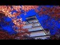 桜吹雪の「八重の桜」 鶴ヶ城〜日本の花旅 会津若松城〜
