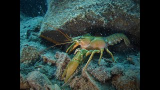 SCUBA DIVING Lake Crescent Washington