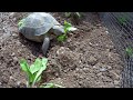 Cultivando lechugas en el terrario de las tortugas!!