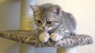 S*KillerCats Émile Ecureuil, 11 weeks & 3 days by KillerCats100 37 views 9 years ago 17 seconds