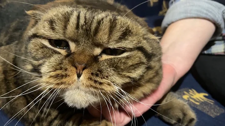 Video 10735611: tabby scottish fold, scottish fold cat, pets scottish, purring pets, purring loudly