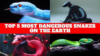 Top 5 Most Dangerous Snakes : A Deadly Countdown