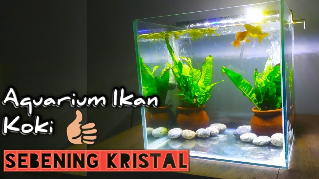 90 Koleksi Aksesoris Aquarium Ikan Mas Koki HD Terbaru