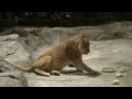 Lions Roaring Compilation - YouTube