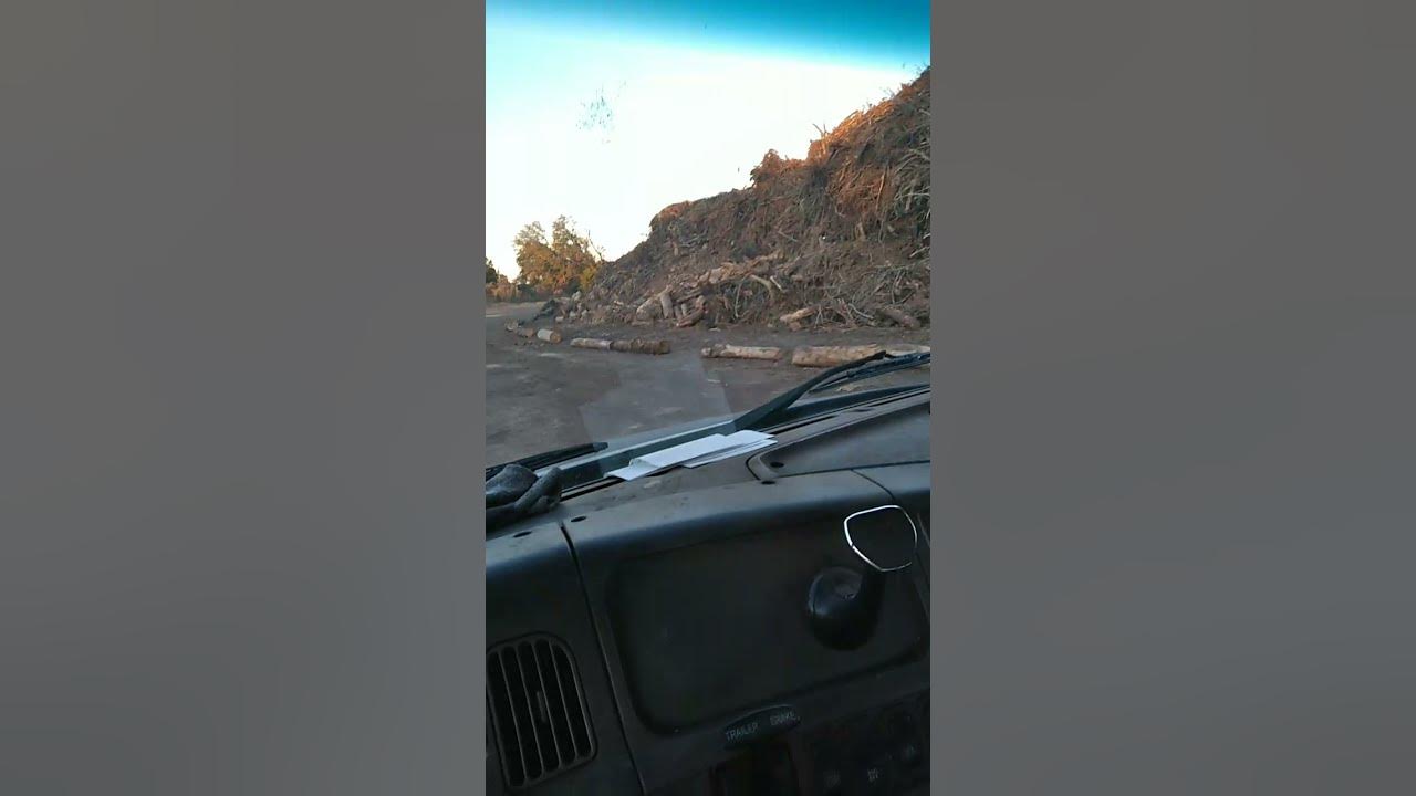 Dumping American Tree off Sunnyvale dr YouTube