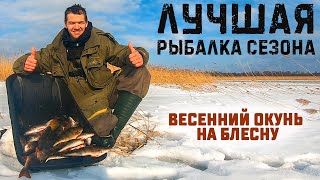 Лучшая рыбалка сезона. Ловля окуня на блесну. Зимняя рыбалка на Ладоге. Весенний окунь жрет блесны.