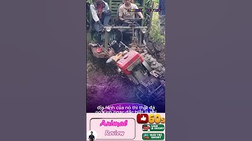 Chiếc xe công nông chở chuối vượt qua vũn bùn lầy