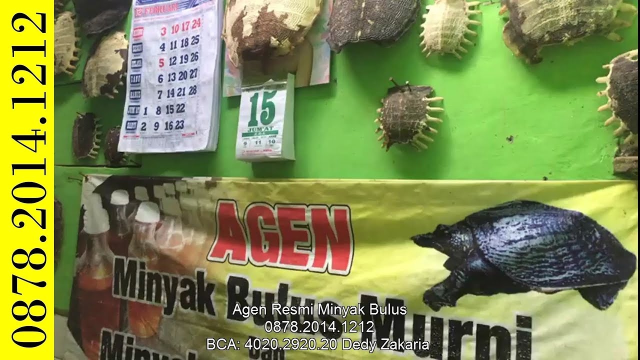 🔴 Minyak Bulus Asli - Update Jum'at 15 Februari 2019 
