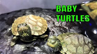 My New Baby Turtle Setup!  -- Baby Map Turtles --