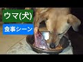 帰還したウマ(犬)の飯