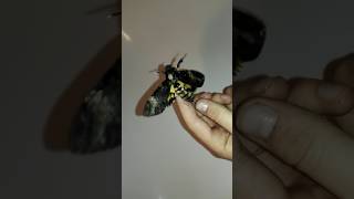 Screaming Death Head Hawk Moth