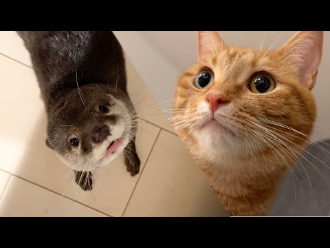??????????????????????????? Otter keeps looking up at cat