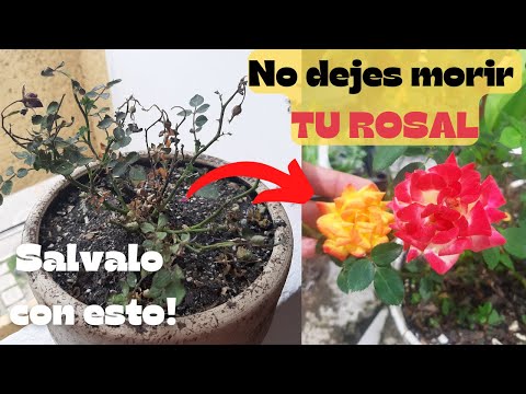 Video: Rose se seca - ¿cómo revivir? Rosa en maceta - cuidados post-compra