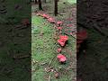 Не завжди зустрінеш таке чудо в лісі 😍#гриби2025 #ліс #mushroom #autumn #природа