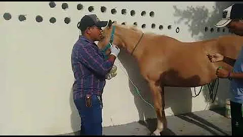 Como pegar veia de um cavalo?