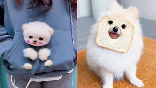 Tik Tok Chó Phốc Sóc Mini | Funny and Cute Pomeranian Videos #37 by So Cute 16,553 views 3 years ago 11 minutes, 5 seconds