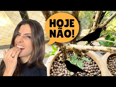 Vídeo: Proteção de botões de flores contra pássaros - Como evitar que os pássaros comam flores