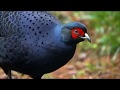 Taiwan Bird, Mikado Pheasant 大雪山王者－黑長尾雉（英文版）