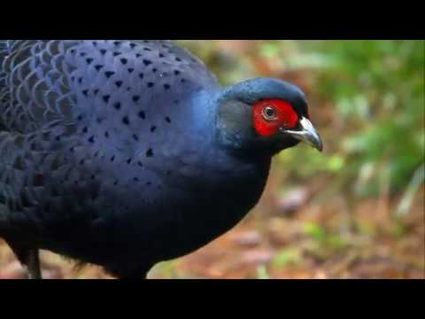 youtube影片:Taiwan Bird, Mikado Pheasant 大雪山王者－黑長尾雉（英文版）