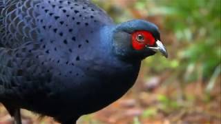 Taiwan Bird, Mikado Pheasant 大雪山王者－黑長尾雉（英文版）