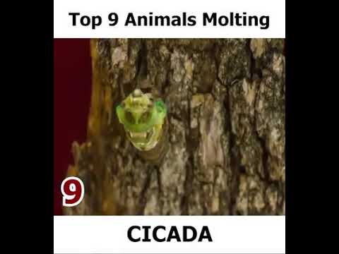 Video: What Are The Molting Of Animals