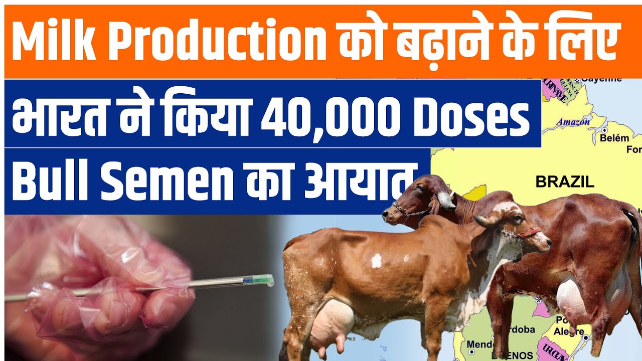After a long Struggle, finaly India imports bull semen from Brazil to raise milk production | NDDB