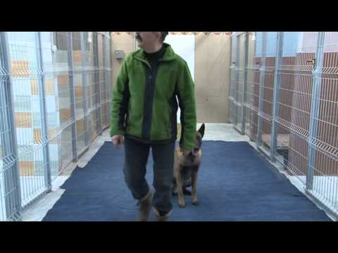 Video: Šunys Ir Vandens Keliami Pavojai, 2 Dalis