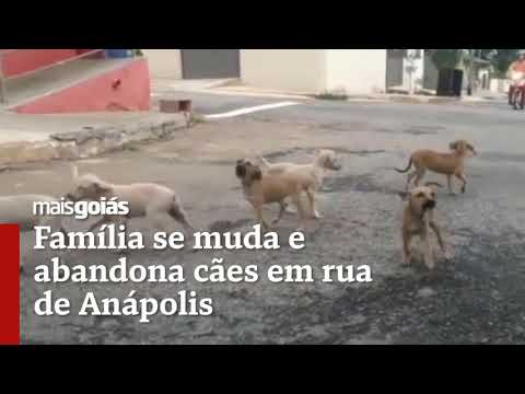 Família se muda e abandona cães em rua de Anápolis - Mais Goiás