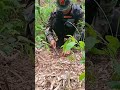 Karenni Army clearing landmine planted by SAC troops