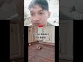 Try Not To Laugh Challenge 24 #viral #meme #funnyvideo #dog #cat #chicken