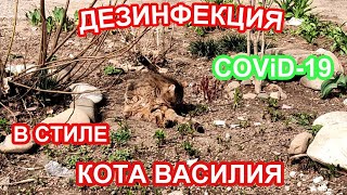 Черновицкий кот обеспокоен эпидемиологической ситуацией