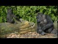 Makoua, Madiba, N&#39;Aika &amp; N&#39;Irale @Burgers&#39; Zoo