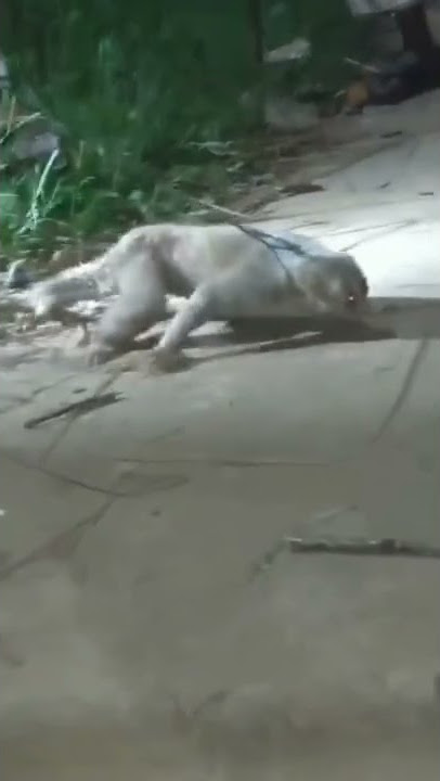 কবরের লাশ খাওয়া প্রণি ! এই প্রতিটা মানুষ কবর দেওয়ার পর লাশ খেয়ে ফেলে !😭#short #video