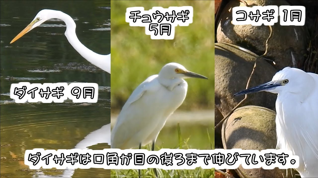 ardea alba habitat コサギ、ダイサギ、チュウサギの比較
