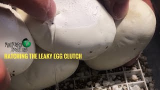 Hatching the Leaky Egg Clutch