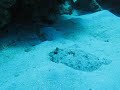 Peacock Flounder, Aquarium, St. Croix, USVI