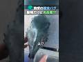 地球の設定バグ 動物だけど光合成！？ #ほっこりショート #動物 #不思議な生き物