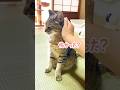 野生の鹿が庭に現れた時の元野良猫の反応が…汗 #元野良猫 #鹿 #猫ッチョファミリー