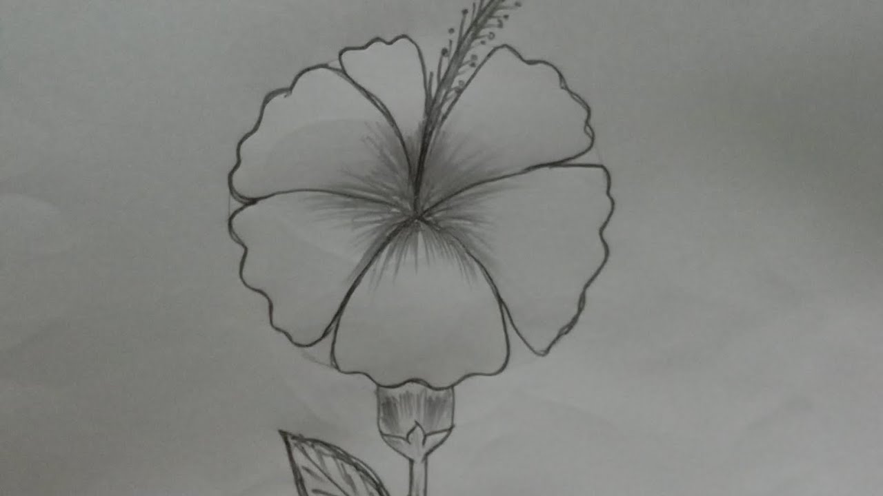 How I Draw A Flower ๐บ - YouTube