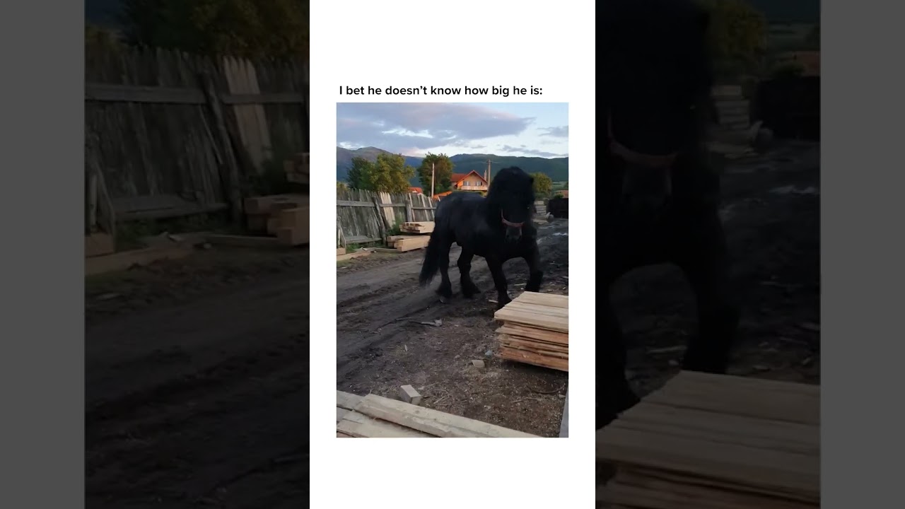 Have you ever seen a horse that big? #unexpected #animal #horse #viral #shorts