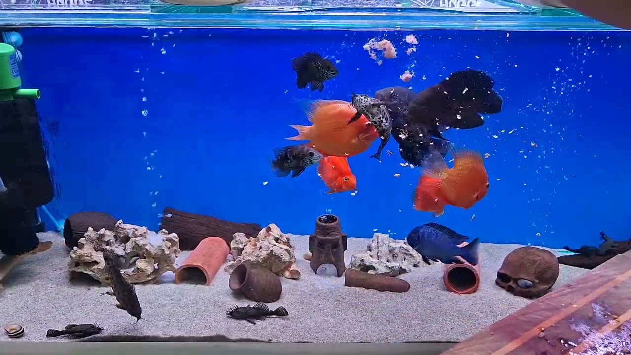 По просьбе подписчиков чудо корм для цехлид и мирных рыбок только не борьщите курите по чучуть 