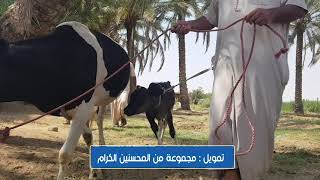 مشروع تمليك بقرة حلوب رقم (19) / العراق / الانبار / ناحية الصقلاوية