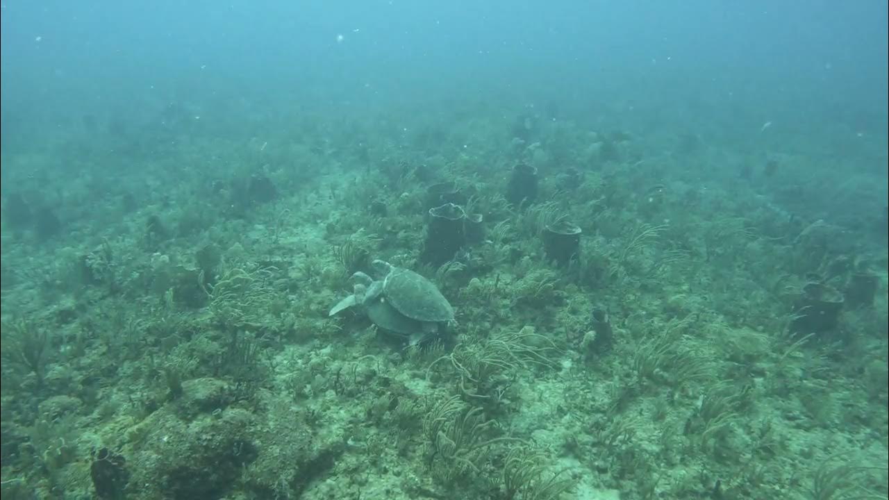 5/26/2023 Delray Turtles doing it like they do on the discovery channel YouTube