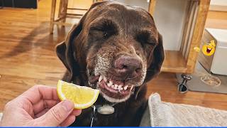 The Lives of Funny and Hilarious Animals 🤣🐶 The Funniest Animal Videos Compilation! 🤣